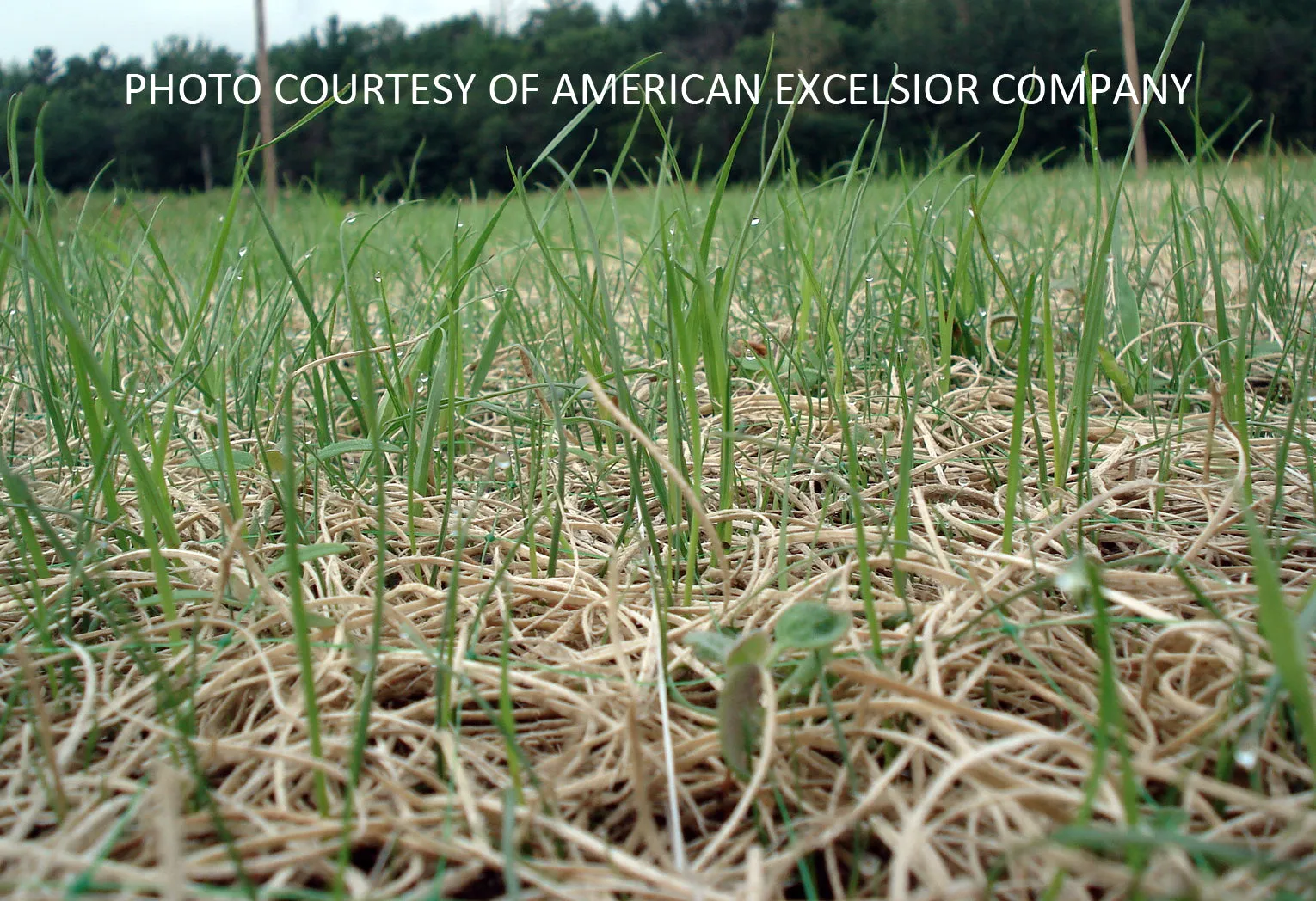 Curlex I - Erosion Control Blanket - 4' x 112.5' (Green)